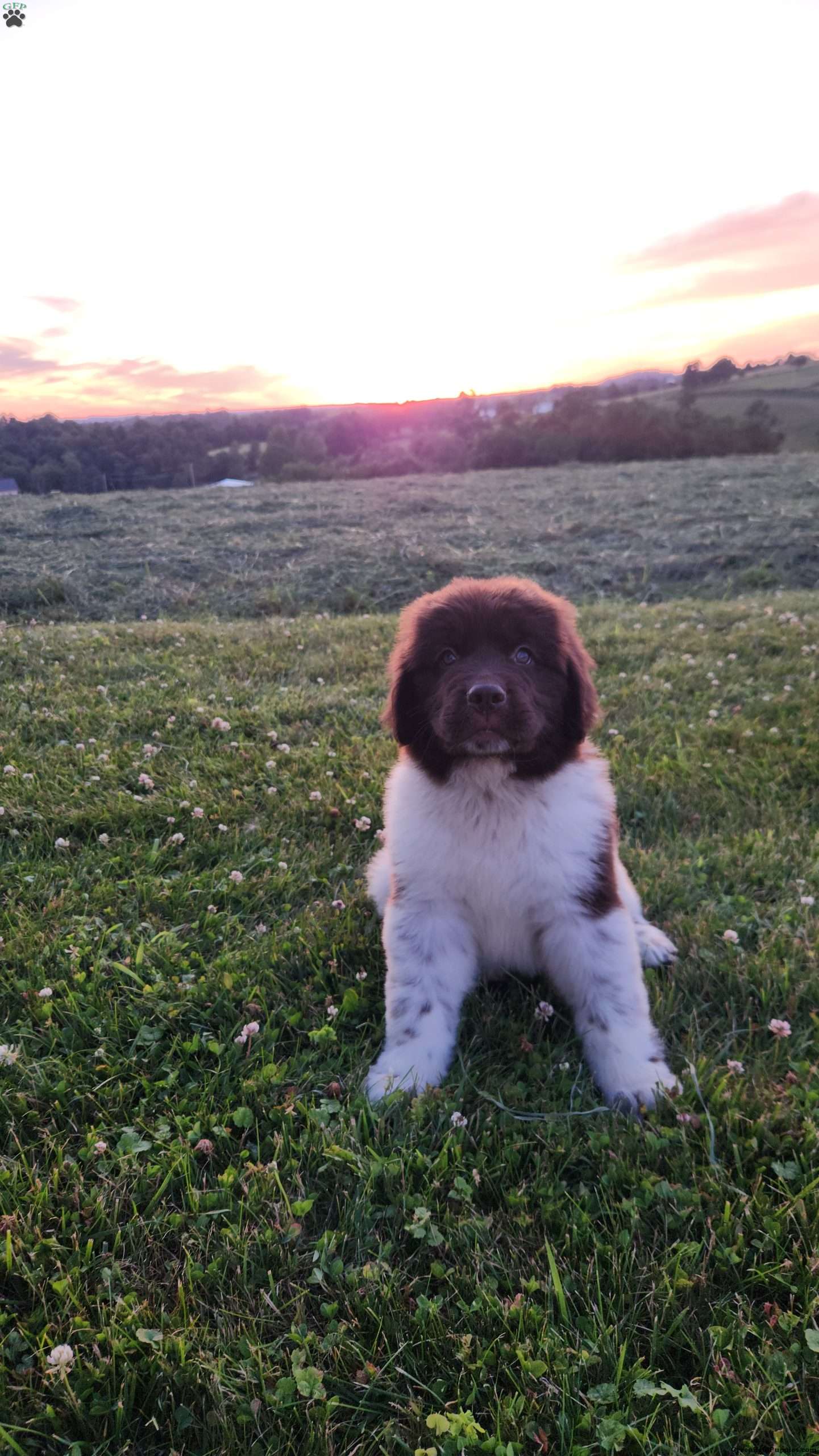 Jack - Newfoundland Puppy For Sale in Ohio