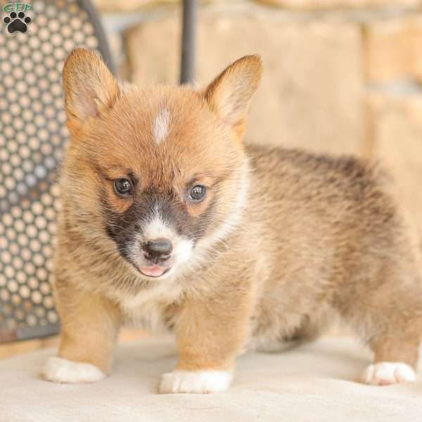 Liberty, Pembroke Welsh Corgi Puppy