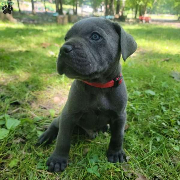 Shere Khan, Cane Corso Puppy