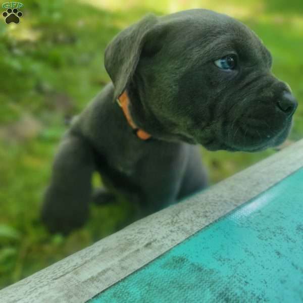 Mother Gothel, Cane Corso Puppy