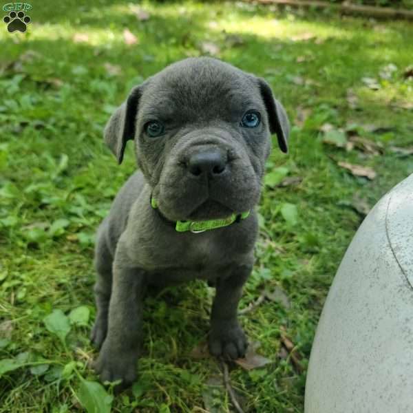 Ursula, Cane Corso Puppy