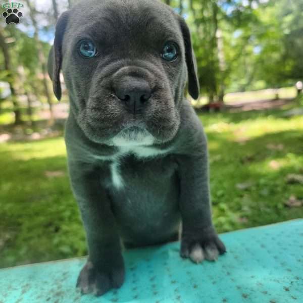 Cruella De Vil, Cane Corso Puppy