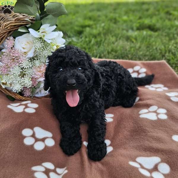 Lacey, Mini Goldendoodle Puppy