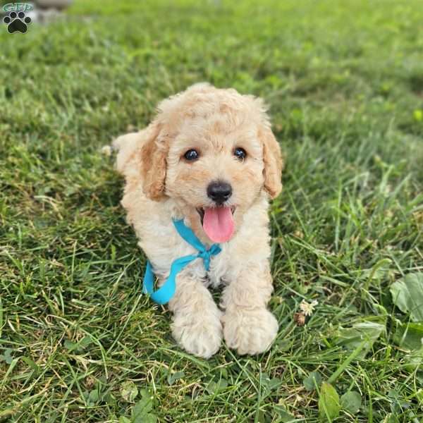 Case, Mini Goldendoodle Puppy