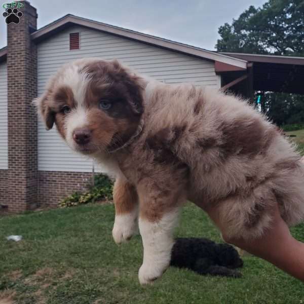 Hershey, Australian Shepherd Puppy