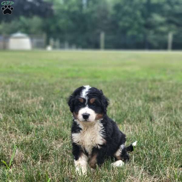 Skipper, Bernedoodle Puppy