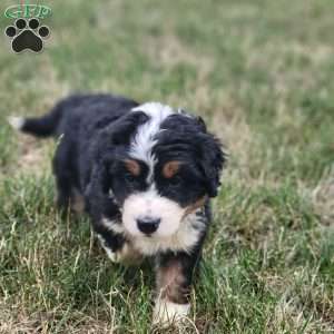 Skipper, Bernedoodle Puppy