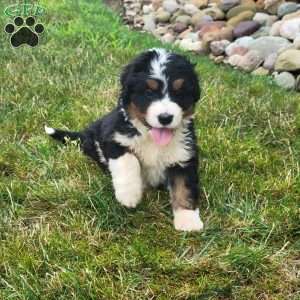 Skipper, Bernedoodle Puppy