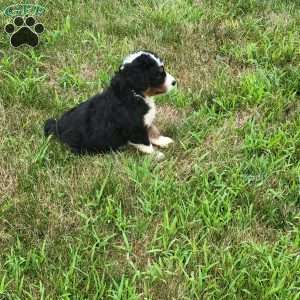 Skipper, Bernedoodle Puppy