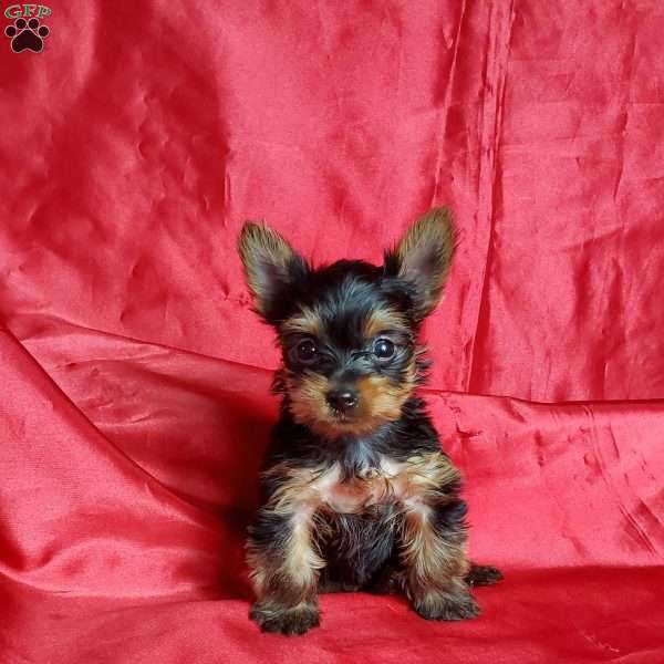 Tiny Foxy, Yorkie Puppy