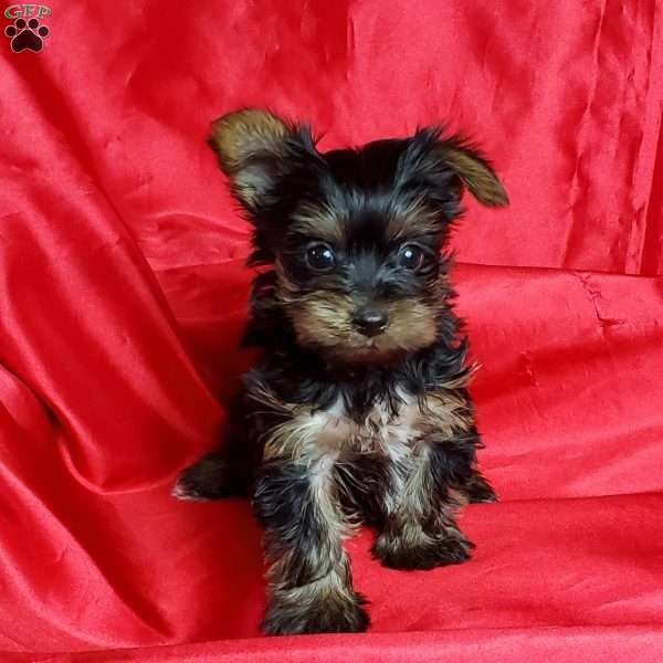 Tiny Archie, Yorkie Puppy