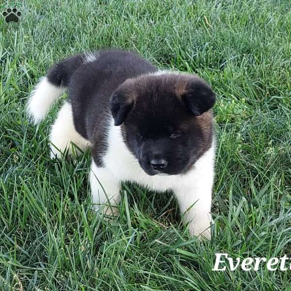 Everette, Akita Puppy