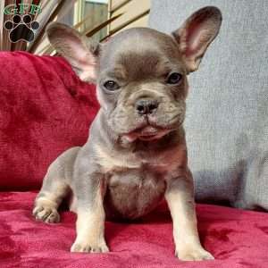 Lizzie, French Bulldog Puppy