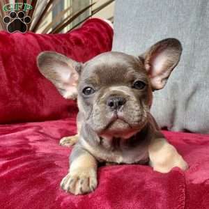 Lizzie, French Bulldog Puppy