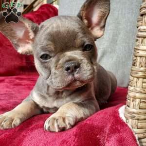 Lizzie, French Bulldog Puppy