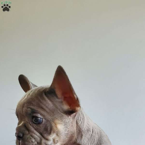 Lizzie, French Bulldog Puppy