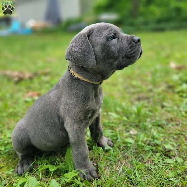 Jafar, Cane Corso Puppy