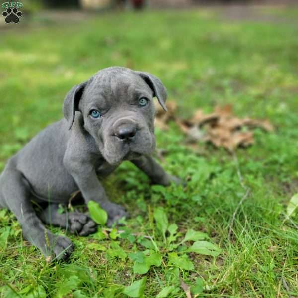 Voo Doo Man, Cane Corso Puppy