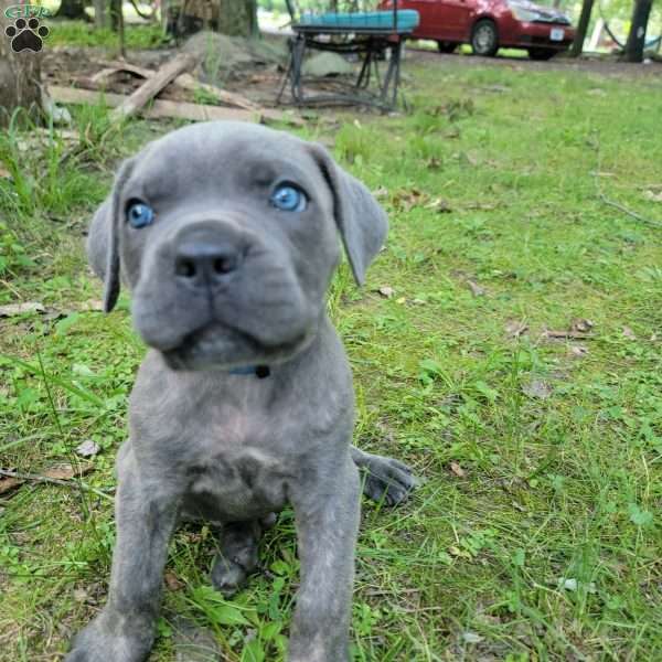 Oogie Boogie, Cane Corso Puppy