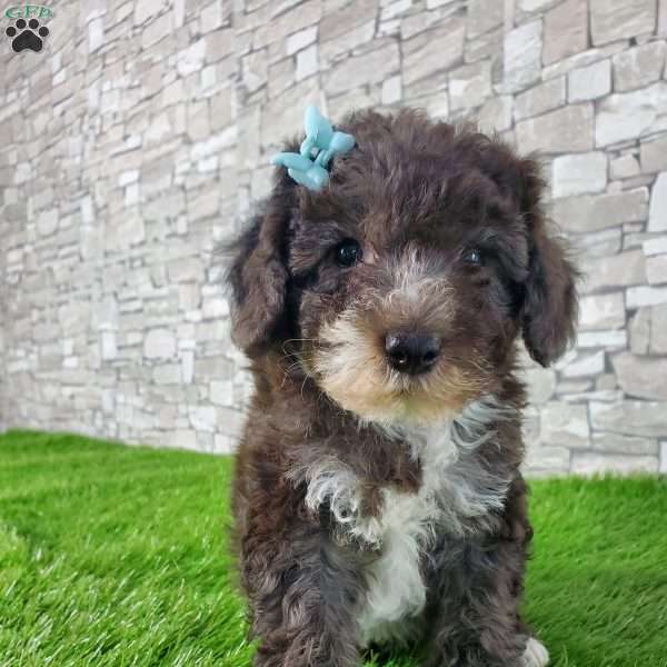 SAMSON, Mini Bernedoodle Puppy