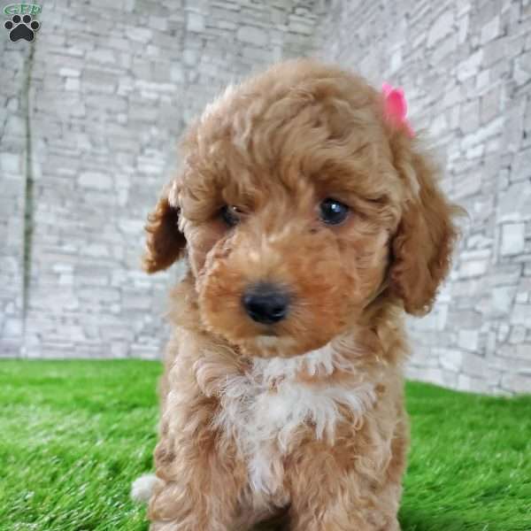 SHENA, Mini Bernedoodle Puppy