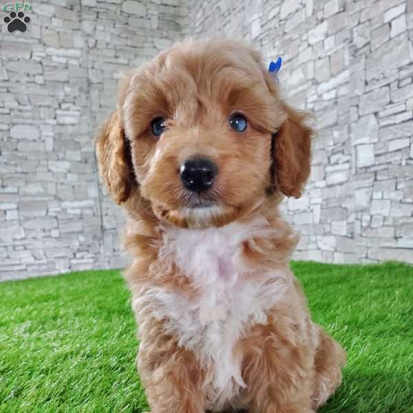 SABAN, Bernedoodle Puppy