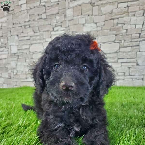 SIONE, Mini Bernedoodle Puppy