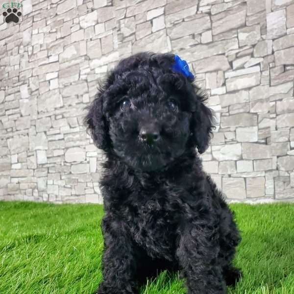 SONNY, Mini Bernedoodle Puppy