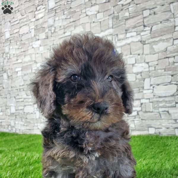 SHELTON, Mini Bernedoodle Puppy