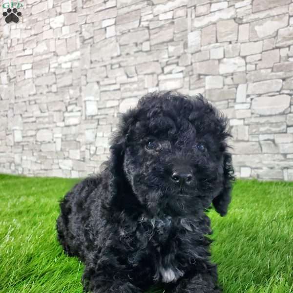 SAMAJE, Mini Bernedoodle Puppy