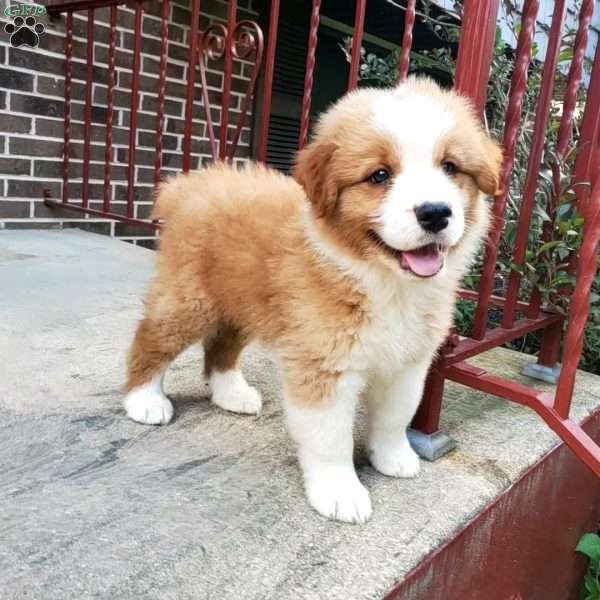 Hank, Australian Shepherd Puppy