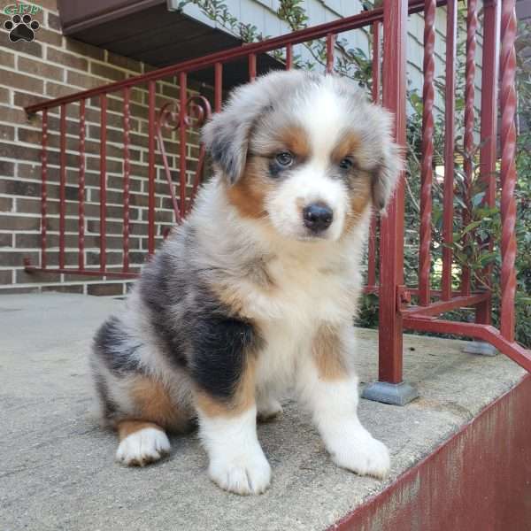 Shiloh, Australian Shepherd Puppy