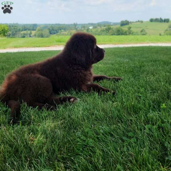 Toby, Newfoundland Puppy