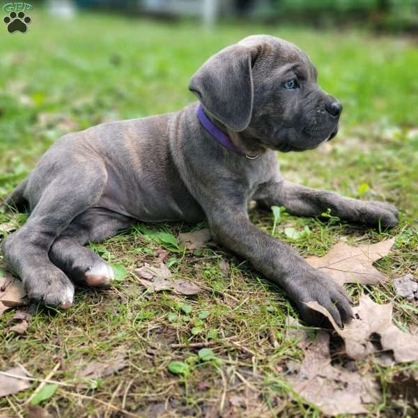 Maleficent, Cane Corso Puppy