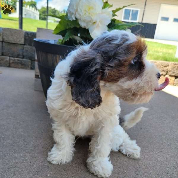 Magnum, Cavapoo Puppy