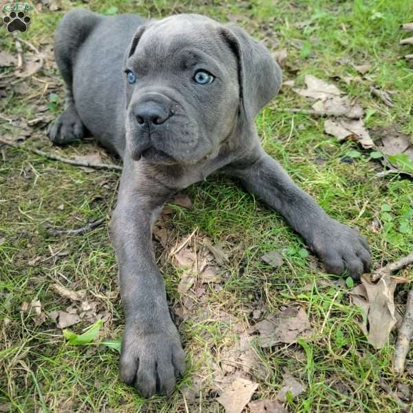 Scar, Cane Corso Puppy