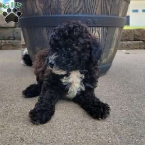 Diesel, Miniature Poodle Puppy