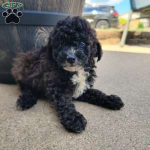 Diesel, Miniature Poodle Puppy