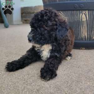 Diesel, Miniature Poodle Puppy