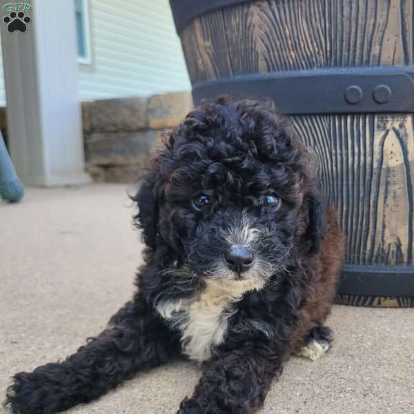 Diesel, Miniature Poodle Puppy