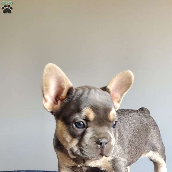 Russell, French Bulldog Puppy