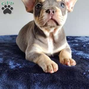 Reese, French Bulldog Puppy