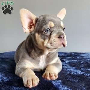 Reese, French Bulldog Puppy