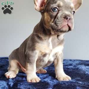 Ryan, French Bulldog Puppy