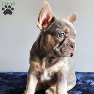 Ryan, French Bulldog Puppy