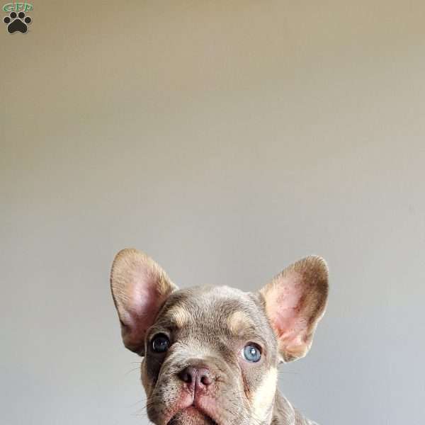 Ryan, French Bulldog Puppy