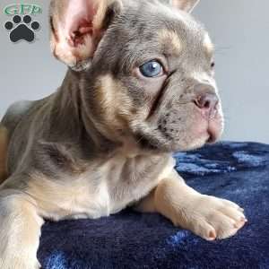 Ryan, French Bulldog Puppy