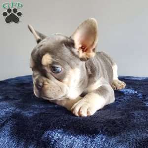 Ruby, French Bulldog Puppy