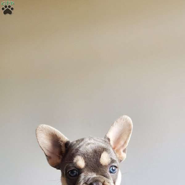 Ruby, French Bulldog Puppy