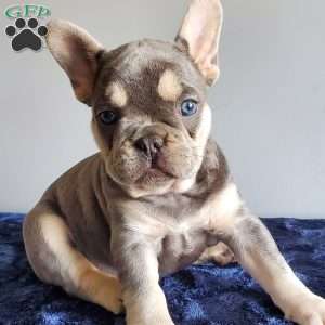 Ruby, French Bulldog Puppy